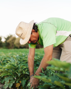 Sai La Niña. Entra El Niño. Produtor rural deve buscar alternativas para se proteger das intempéries.